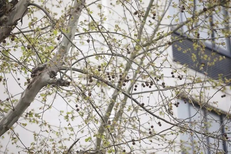 又开始了,指数达顶峰!上海人这两天出门要当心,建议戴口罩 又开始了,指数达顶峰!上海人这两天出门要当心,建议戴口罩