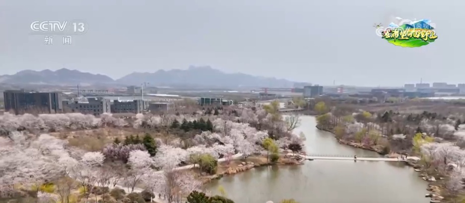 从“土味山野”到“网红打卡地” 多地以“花”为媒为乡村振兴增香添彩