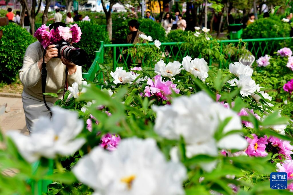 山东菏泽:花开富贵迎客来 山东菏泽:花开富贵迎客来