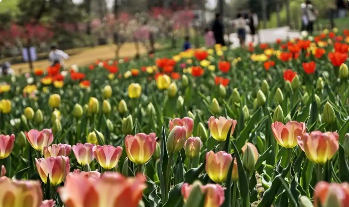 财经观察：清明假期消费市场春意浓