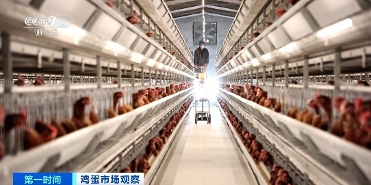 蛋价已连降5周 专家研判后期走势→