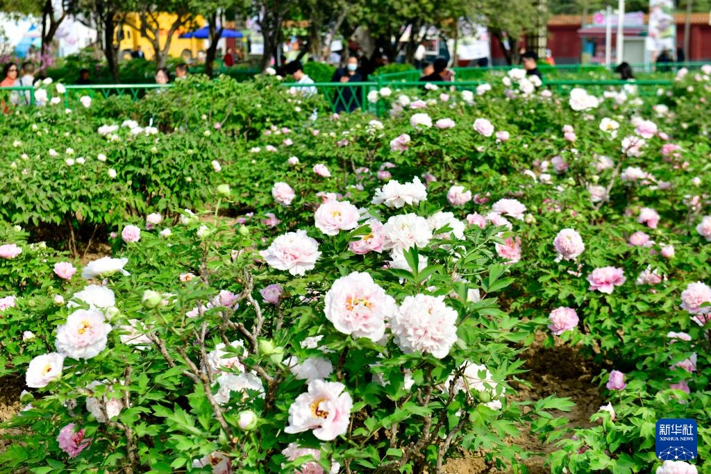 山东菏泽:花开富贵迎客来 山东菏泽:花开富贵迎客来