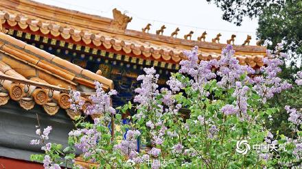 北京丁香花与古建筑相映 典雅动人 北京丁香花与古建筑相映 典雅动人