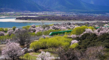 列车穿行花海画面唯美