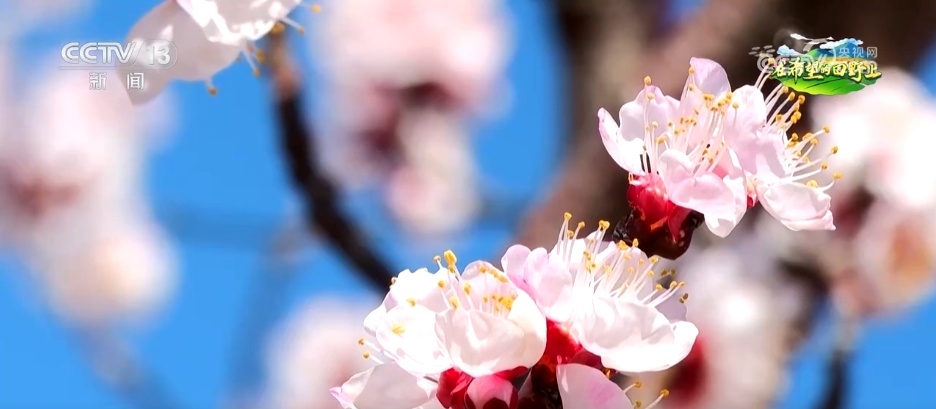 从“土味山野”到“网红打卡地” 多地以“花”为媒为乡村振兴增香添彩