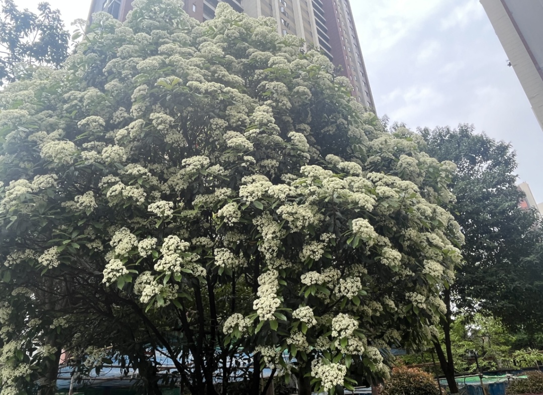 合肥街头，让人为“楠”的花又开了！