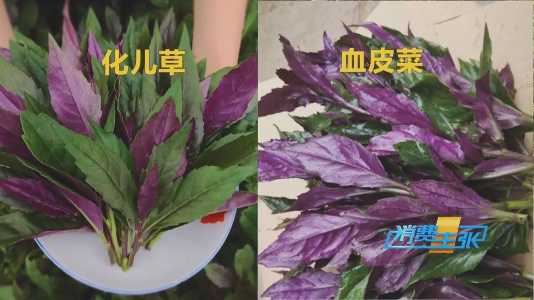 找“搭子”、写攻略！当年轻人爱上挖野菜……
