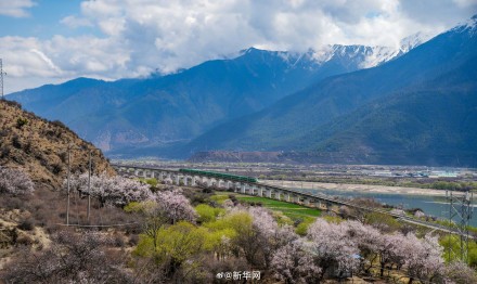 列车穿行花海画面唯美