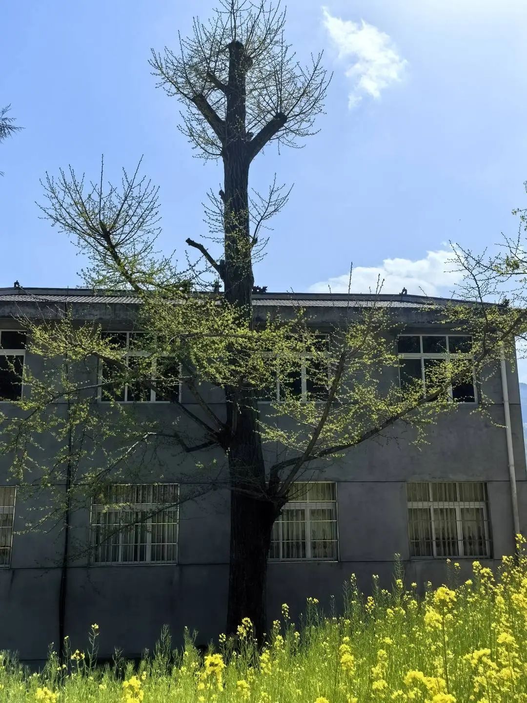 250岁古银杏被人为破坏?已立案调查!当事人:真不知道违法了 250岁古银杏被人为破坏?已立案调查!当事人:真不知道违法了