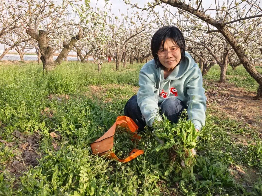 采摘食用野菜须谨慎 别让“尝鲜”变“尝险”