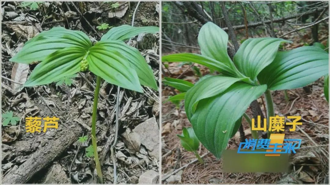 找“搭子”、写攻略！当年轻人爱上挖野菜……