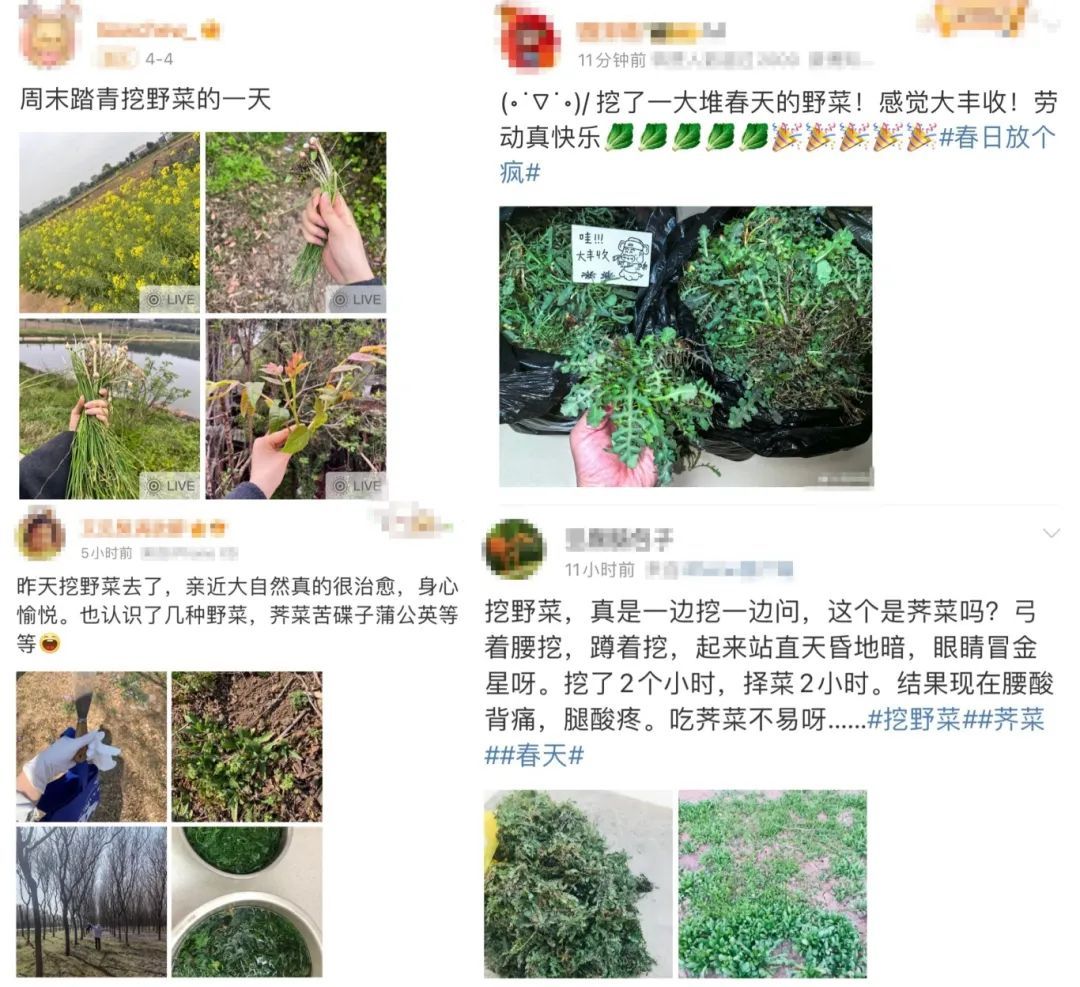 找“搭子”、写攻略！当年轻人爱上挖野菜……