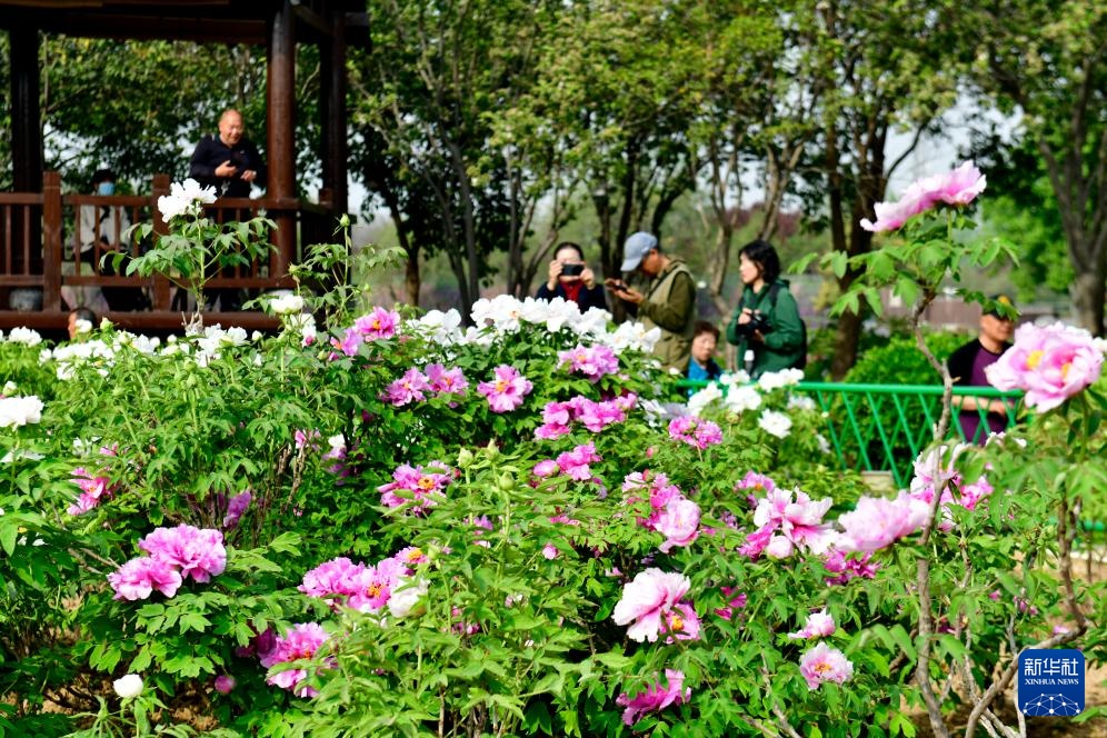 山东菏泽:花开富贵迎客来 山东菏泽:花开富贵迎客来