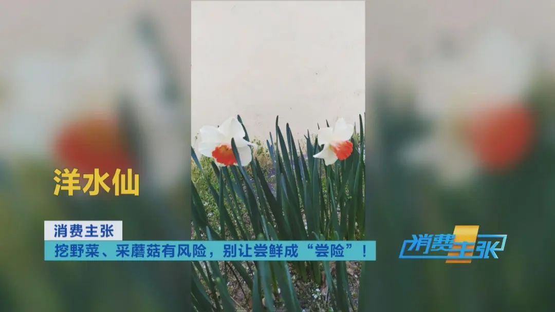 找“搭子”、写攻略！当年轻人爱上挖野菜……
