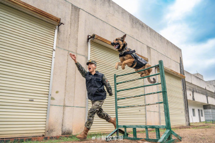 战力满满!警犬训练超认真 战力满满!警犬训练超认真