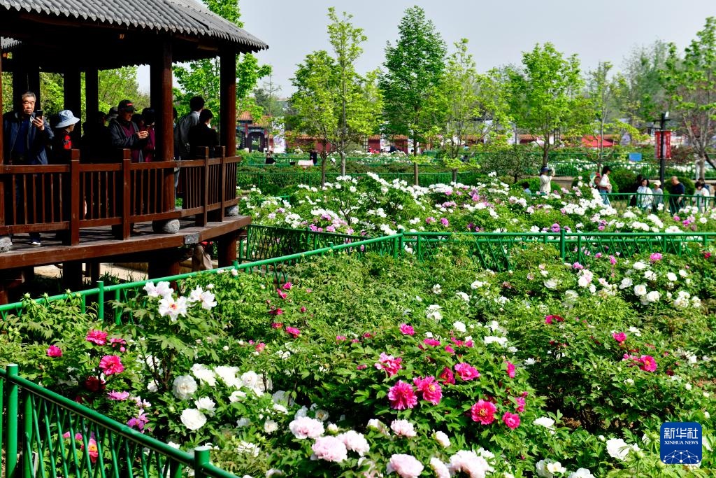 山东菏泽:花开富贵迎客来 山东菏泽:花开富贵迎客来