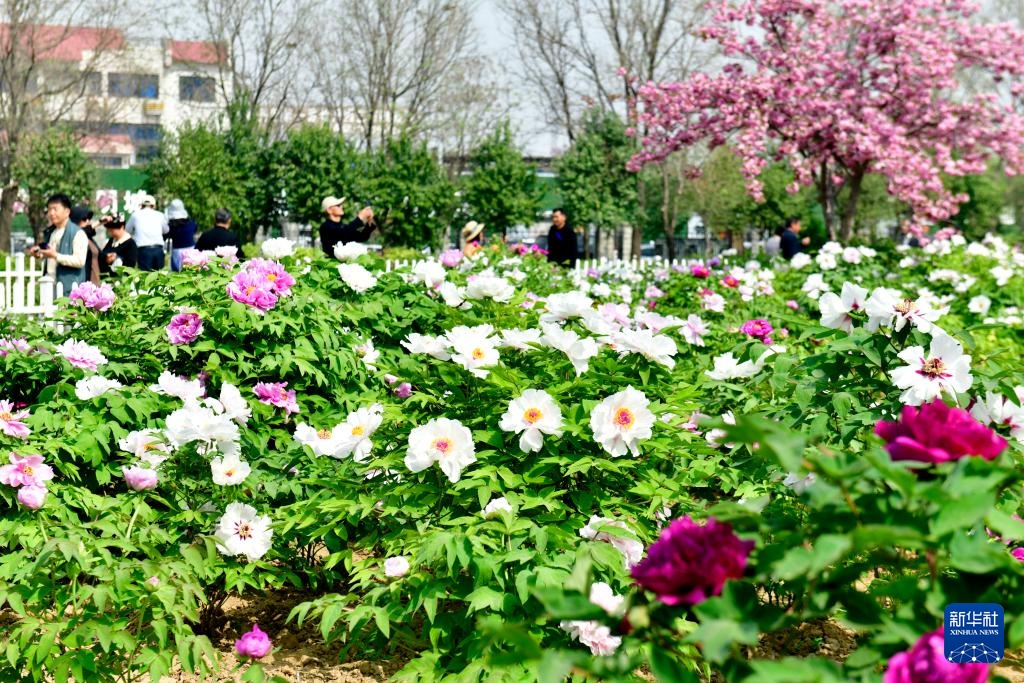 山东菏泽:花开富贵迎客来 山东菏泽:花开富贵迎客来