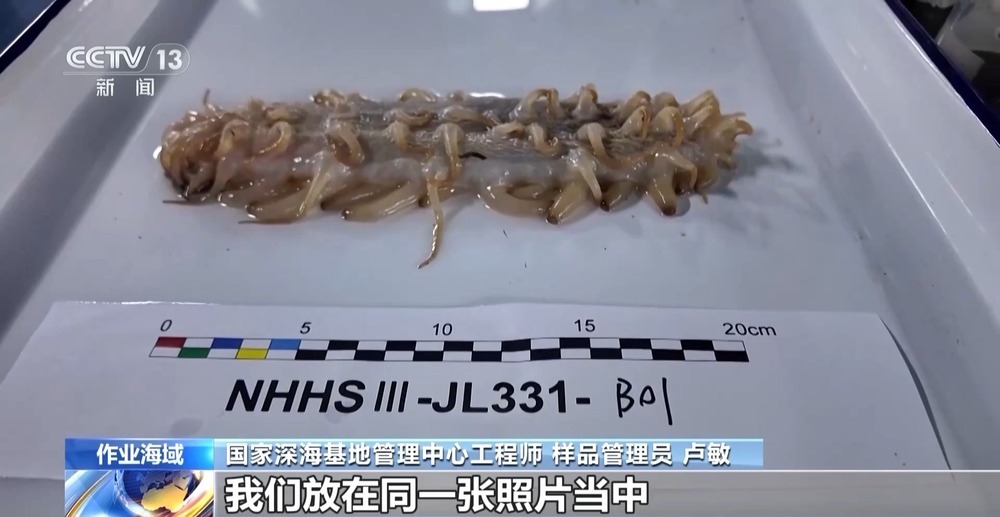 “蛟龙”号国产化升级 下潜1500米探访深海“冷泉”→