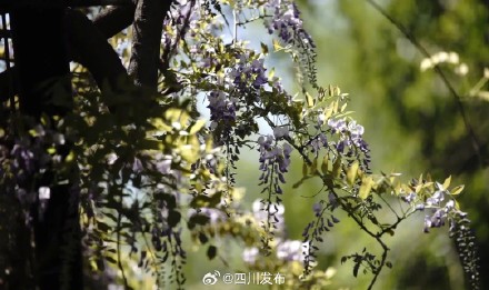 500岁“中国藤王”开花啦！