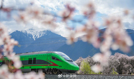 列车穿行花海画面唯美