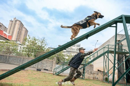 战力满满!警犬训练超认真 战力满满!警犬训练超认真