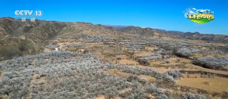 从“土味山野”到“网红打卡地” 多地以“花”为媒为乡村振兴增香添彩