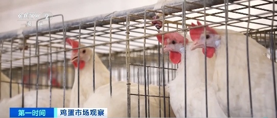 蛋价已连降5周 专家研判后期走势→