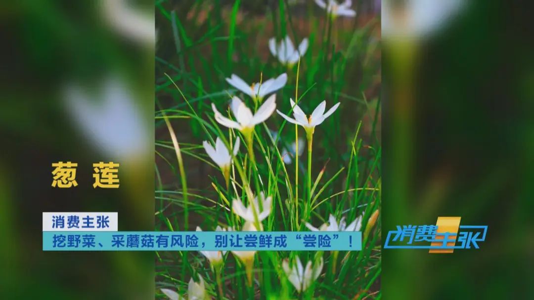 找“搭子”、写攻略！当年轻人爱上挖野菜……