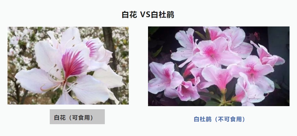有毒！别乱吃！