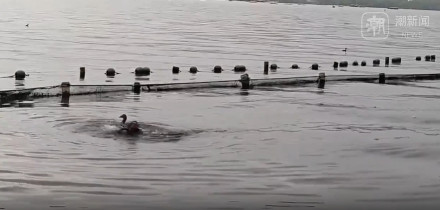 西湖景区回应有鸳鸯被弹弓打死:肇事者初步锁定 西湖景区回应有鸳鸯被弹弓打死:肇事者初步锁定