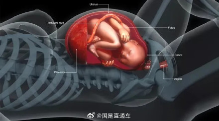 胎盘营养价值不高 容易携带病菌