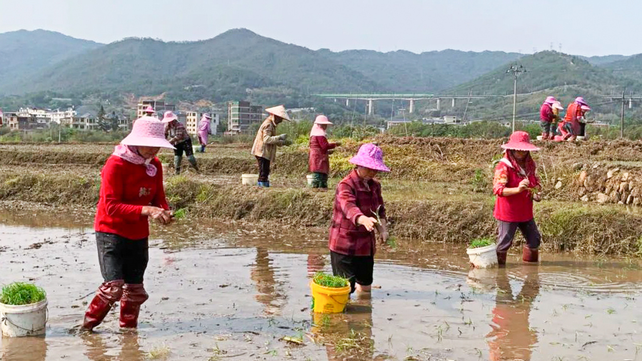 龙岩新罗:早稻插秧全面铺开 夯实粮食丰收根基 龙岩新罗:早稻插秧全面铺开 夯实粮食丰收根基