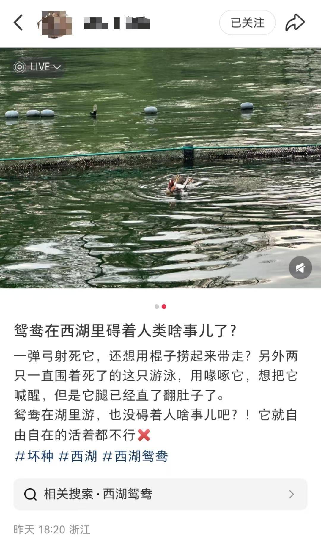西湖鸳鸯疑被人用弹弓打死