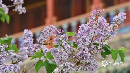 北京丁香花与古建筑相映 典雅动人 北京丁香花与古建筑相映 典雅动人