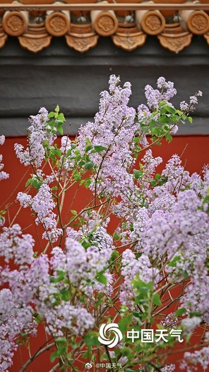 北京丁香花与古建筑相映 典雅动人 北京丁香花与古建筑相映 典雅动人