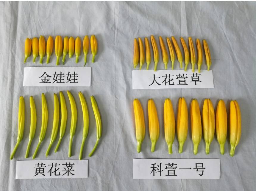 找“搭子”、写攻略！当年轻人爱上挖野菜……