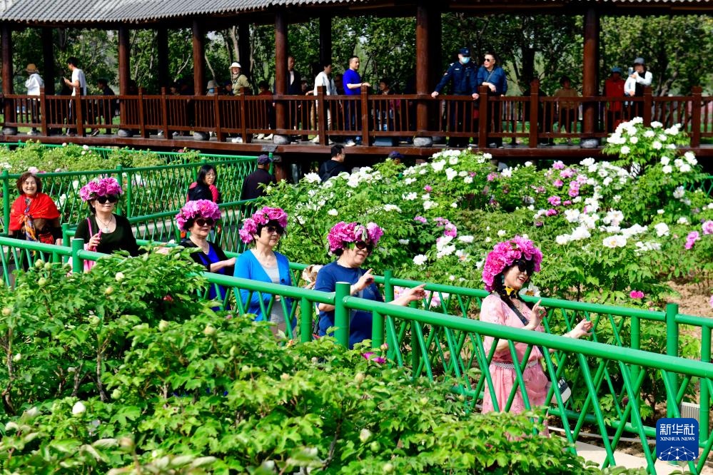 山东菏泽:花开富贵迎客来 山东菏泽:花开富贵迎客来