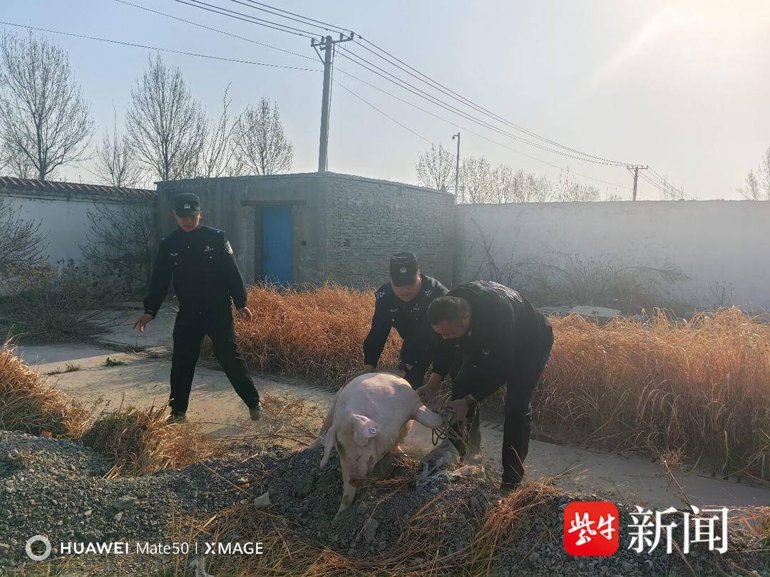 车流中,一头200 多斤的肥猪横冲直撞 车流中,一头200 多斤的肥猪横冲直撞