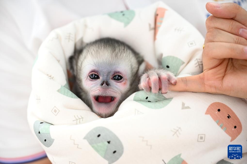 河南商丘川金丝猴人工繁育种群新增两只幼崽