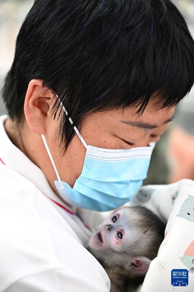 河南商丘川金丝猴人工繁育种群新增两只幼崽