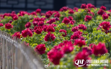 免费观赏！峨眉山上万株牡丹渐次绽放