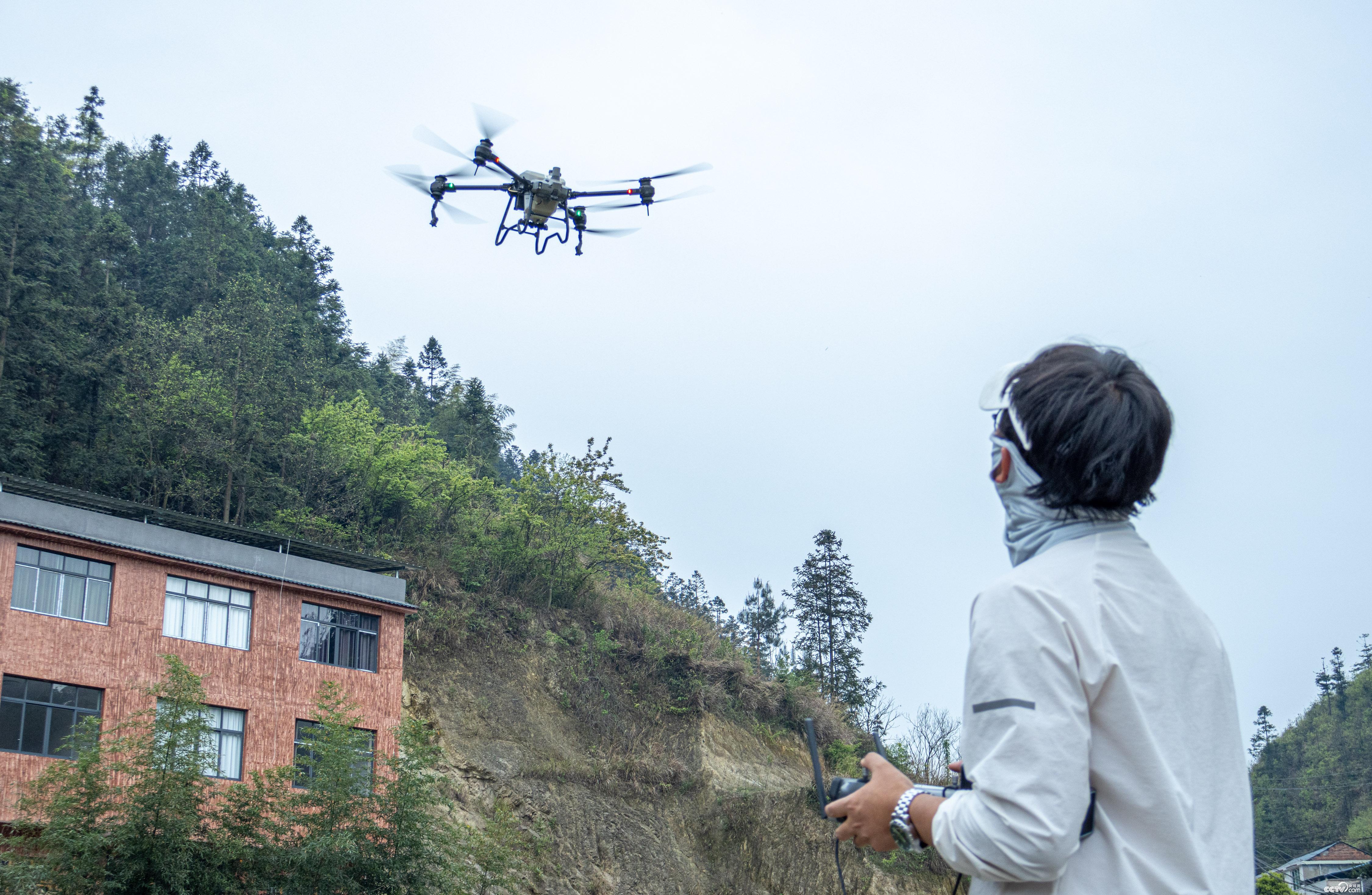 贵州万山无人机“飞防”管护香柚 贵州万山无人机“飞防”管护香柚