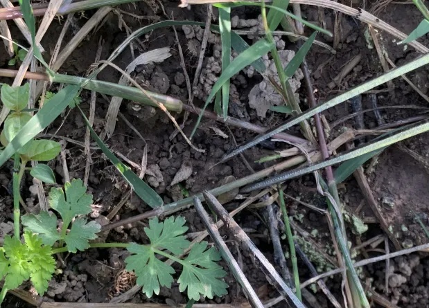 只需10秒,就能钻进皮肤!一旦发现,赶紧躲开! 只需10秒,就能钻进皮肤!一旦发现,赶紧躲开!