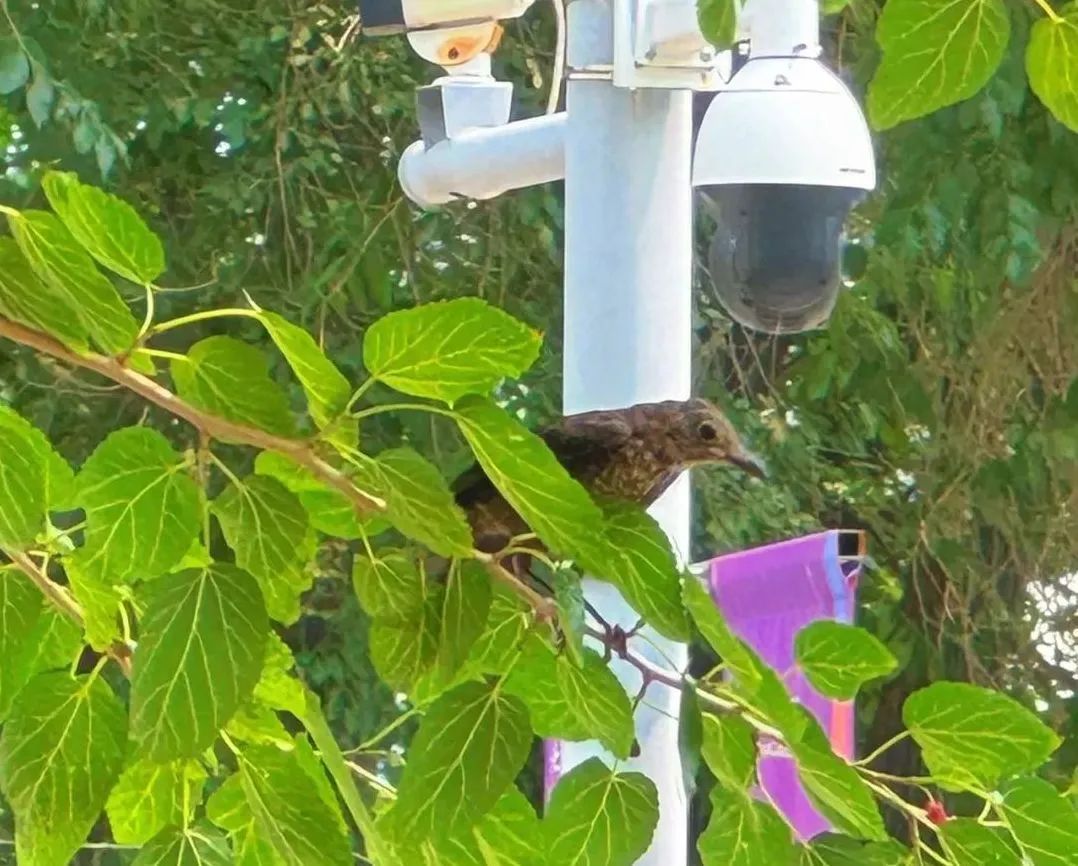 @李现,请来北京科学中心“打鸟”! @李现,请来北京科学中心“打鸟”!