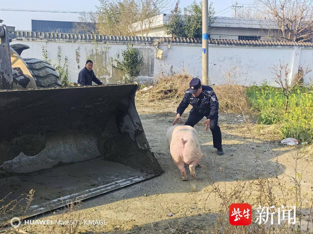 车流中,一头200 多斤的肥猪横冲直撞 车流中,一头200 多斤的肥猪横冲直撞