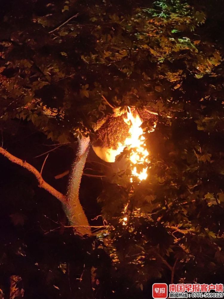 “太恐怖了”,女业主在小区遭蜂群袭击,紧急入院! “太恐怖了”,女业主在小区遭蜂群袭击,紧急入院!