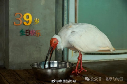 全球最长寿朱鹮今天39岁啦 全球最长寿朱鹮今天39岁啦