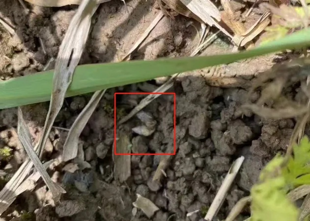 只需10秒,就能钻进皮肤!一旦发现,赶紧躲开! 只需10秒,就能钻进皮肤!一旦发现,赶紧躲开!