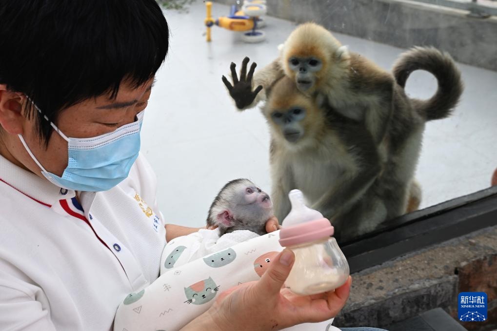 河南商丘川金丝猴人工繁育种群新增两只幼崽