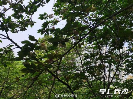 湖南省植物园绿色樱花开了